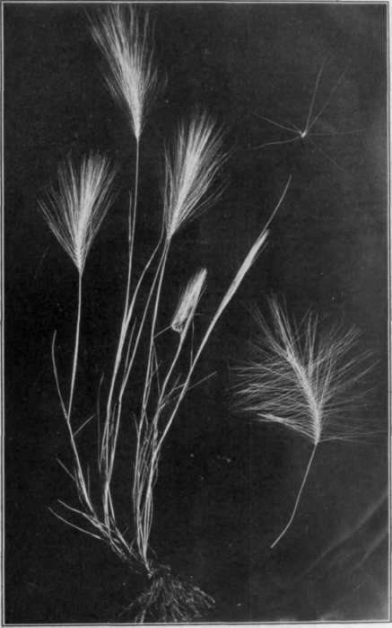 Fig. 5. Skunk tail Grass