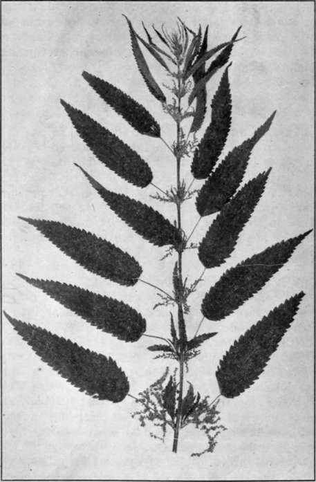 Fig. 81. Slender Nettle
