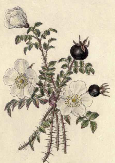 BURNET ROSE. Rosa spinosissima.