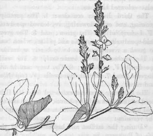Brooklime. Veronica beccabunga.