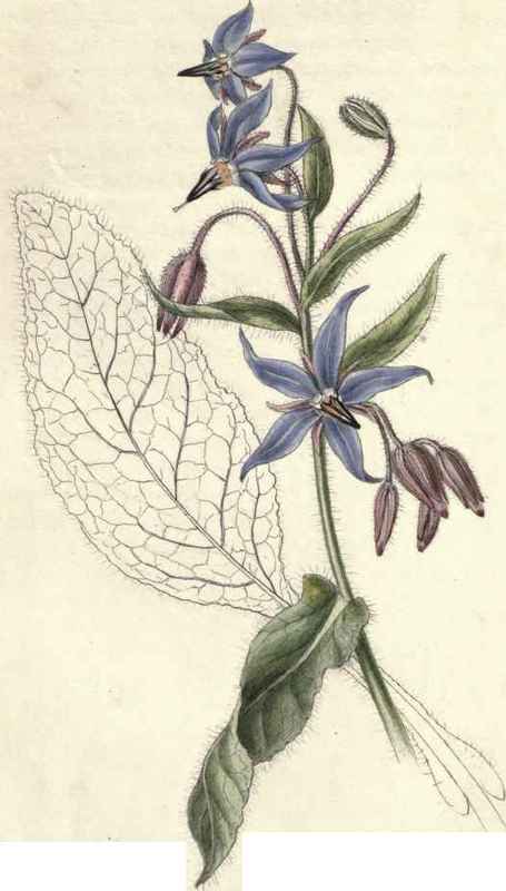 COMMON BORAGE. Borago officinalis.