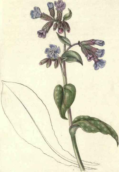 COMMON LUNGWORT. Pulmonaria officinalis.