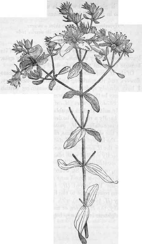 Common perforated St. John's wort. Hypericum perforatum.
