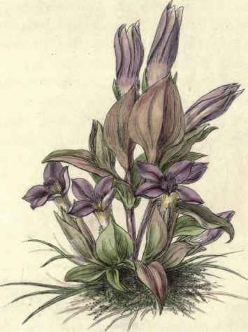 FIELD GENTIAN. Gentiana campestris.