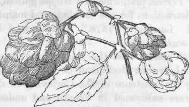 Hop. Humulus lupulus. (Female blossom).