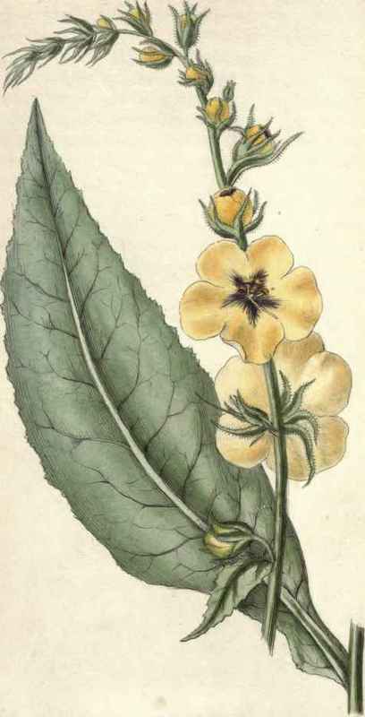 LARGE FLOWERED MULLEIN. Verbascum virgatum.
