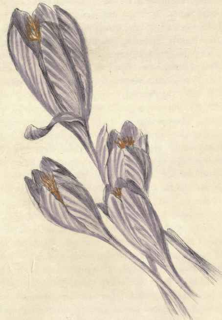 NAKEL FLOWERING CROCUS. Crocus nudiflorus.