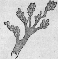 Fig. 29.