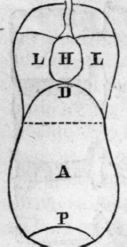 Fig. 60.