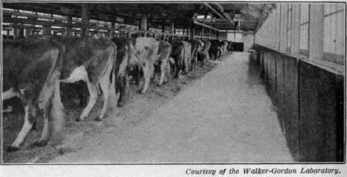 Fig. 43. A modern cow house.