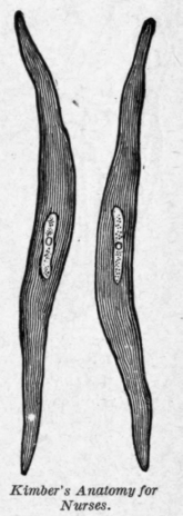 Fig. 57.   Fiber cells of plain muscular tissue.