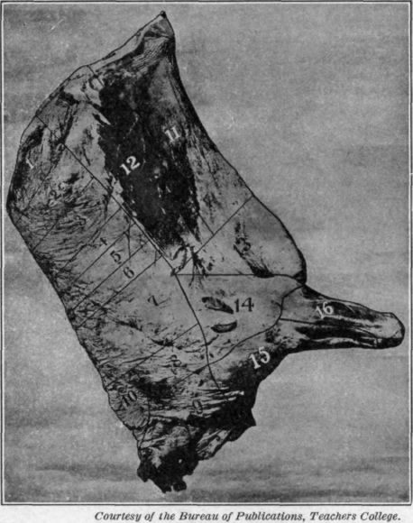 Fig. 60. The fore quarter of beef, hanging.