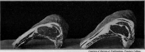 Meat Composition And Nutritive Value 65
