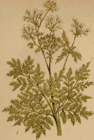 1. Common Hemlock.