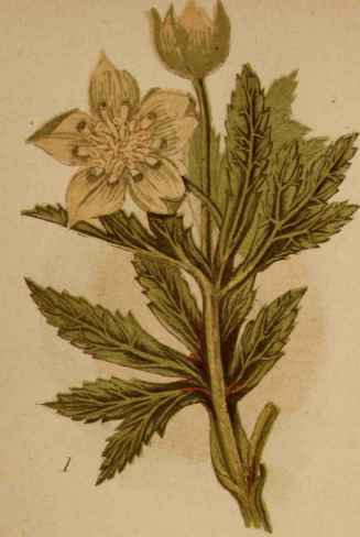 1. Green Hellebore.