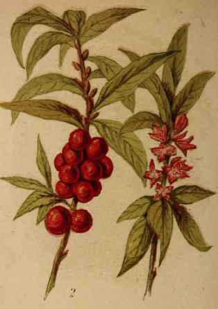 2. Commom Merzereon.