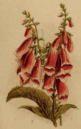 3.Foxglove.
