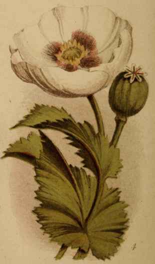 4. White Poppy.