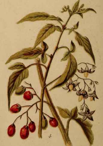 4. Woody Nightshade.