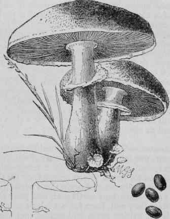 Agancus campesiris (the True Meadow Mushroom).