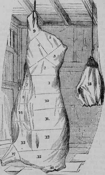 An Ox is divided by the butcher into the following joints:   London style.