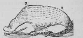 Boiled Turkey.