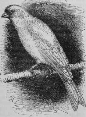 Canary.
