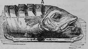 Cod Fish.