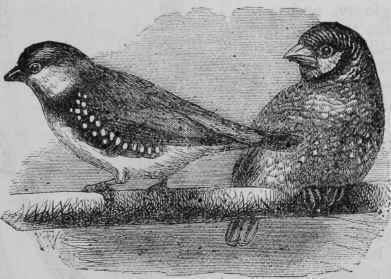 Diamond and Cut throat Sparrows.