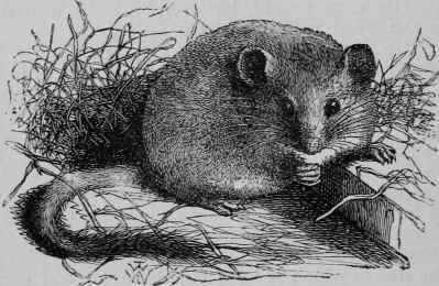 Dormouse.
