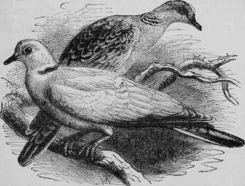 Doves.