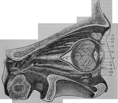 Fig. 3. Longitudinal Section of the Eye and Orbit through the dotted lines on Fig. 1.