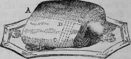 Middle Cut of Salmon.