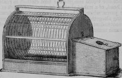 Ordinary Squirrel's Cage.