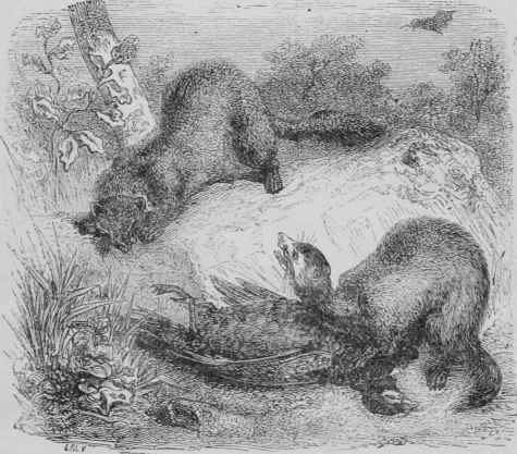 Polecats (M. putornis, Linn).