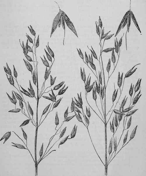 Potato Oat.