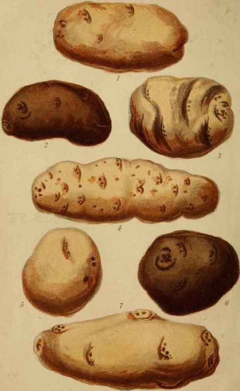 Potatoes