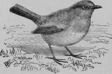 Robin.