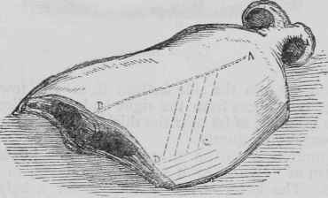 Saddle of Mutton.