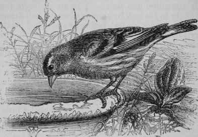 Siskin.