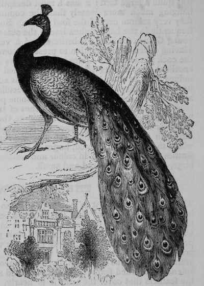 The Common Peacock.