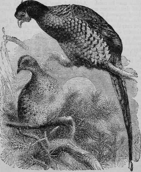 The Common Pheasant.