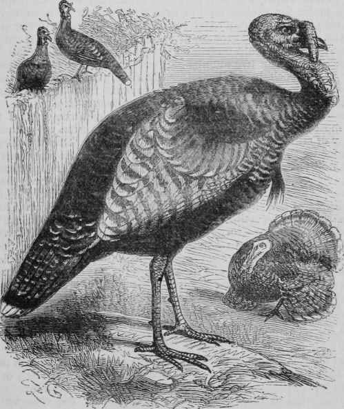 The Common Turkey.