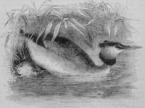 The Crested Grebe (Podiceps cristatus).