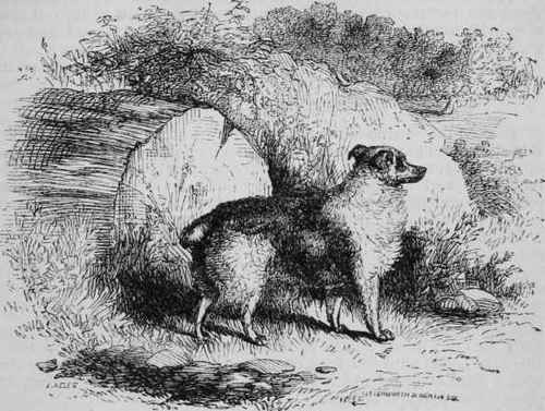 Truffle Dog.