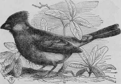 Virginian Nightingale.