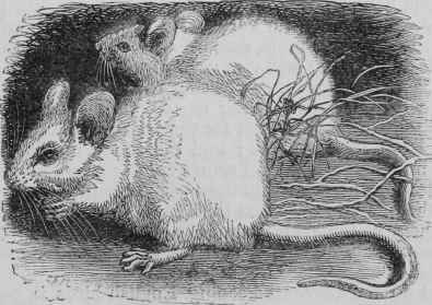 White Mice.