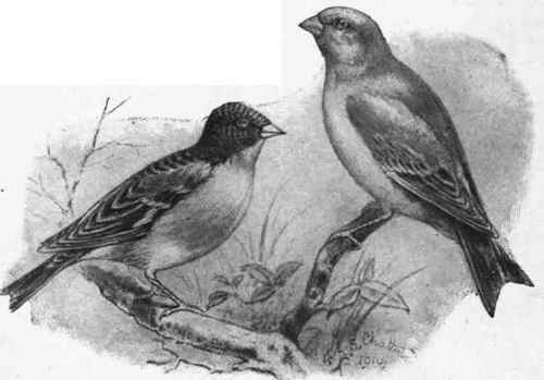 A bramblefinch and a greenfinch   two members of the Fringillinae family which flourish in confinement