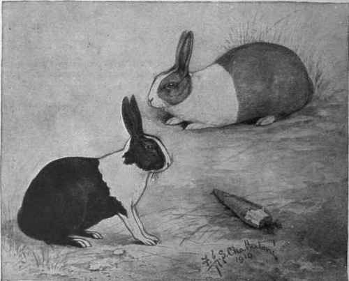 A good specimen of a blue and white Dutch rabbit and a mismarked specimen of the black and white variety, in which not only is the colour marking unevenly distributed, but the shape is also incorrect