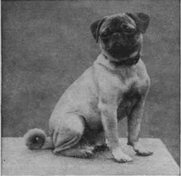 A splendid example of a magnificent pug   Champion the Marquis   the property of Miss C. Rosa Little